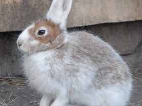 Смотреть фото Животные в русских народных сказках Фото Животные в русских народных сказках