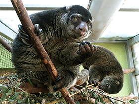 Смотреть фото Медвежий кускус Фото Медвежий кускус