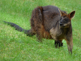 Смотреть фото Болотный валлаби Фото Болотный валлаби