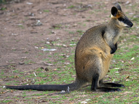 Смотреть фото Болотный валлаби Фото Болотный валлаби