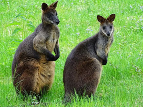 Смотреть фото Болотный валлаби Фото Болотный валлаби
