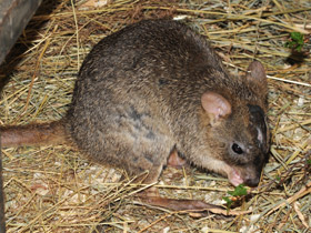 Смотреть фото Карликовый кенгуру Фото Карликовый кенгуру