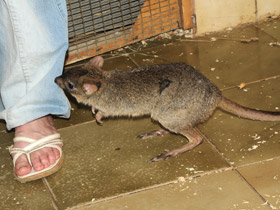 Смотреть фото Карликовый кенгуру Фото Карликовый кенгуру