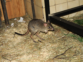 Смотреть фото Карликовый кенгуру Фото Карликовый кенгуру