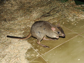 Смотреть фото Карликовый кенгуру Фото Карликовый кенгуру