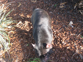 Смотреть фото Сумчатый дьявол Фото Сумчатый дьявол