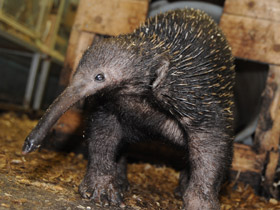 Смотреть фото Проехидна Бруийна Фото Проехидна Бруийна