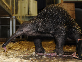 Смотреть фото Проехидна Бруийна Фото Проехидна Бруийна