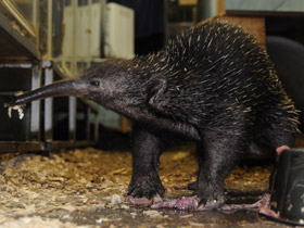 Смотреть фото Проехидна Бруийна Фото Проехидна Бруийна