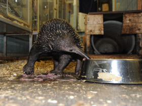 Смотреть фото Проехидна Бруийна Фото Проехидна Бруийна