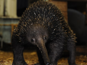 Смотреть фото Проехидна Бруийна Фото Проехидна Бруийна