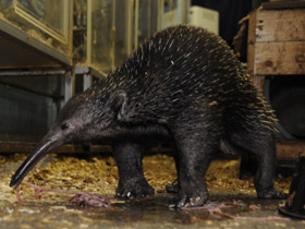 Смотреть фото Проехидна Бруийна Фото Проехидна Бруийна