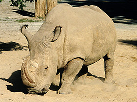 Смотреть фото Белый носорог Фото Белый носорог