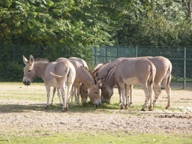 Смотреть фото Сомалийский осёл Фото Сомалийский осёл