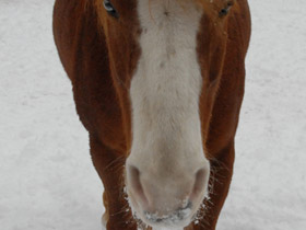 Смотреть фото Домашние лошади Фото Домашние лошади
