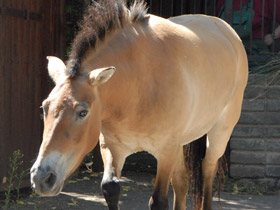 Смотреть фото Лошадь Пржевальского Фото Лошадь Пржевальского