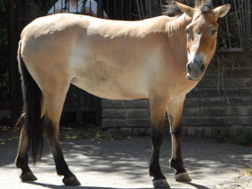 Смотреть фото Лошадь Пржевальского Фото Лошадь Пржевальского