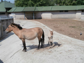 Смотреть фото Лошадь Пржевальского Фото Лошадь Пржевальского