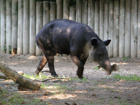 Смотреть фото Тапир Бэрда Фото Тапир Бэрда