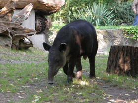 Смотреть фото Тапир Бэрда Фото Тапир Бэрда