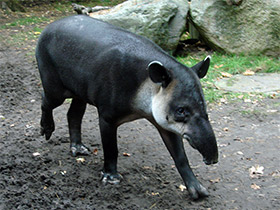 Смотреть фото Тапир Бэрда Фото Тапир Бэрда