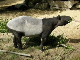 Смотреть фото Чепрачный тапир Фото Чепрачный тапир