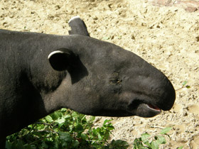 Смотреть фото Чепрачный тапир Фото Чепрачный тапир