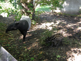 Смотреть фото Чепрачный тапир Фото Чепрачный тапир