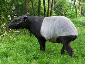 Смотреть фото Чепрачный тапир Фото Чепрачный тапир