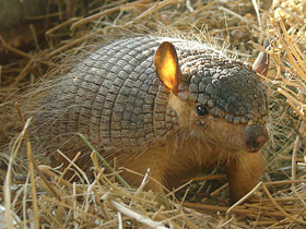 Смотреть фото Длинноволосый броненосец Фото Длинноволосый броненосец