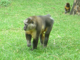 Смотреть фото Золотистый мангабей Фото Золотистый мангабей
