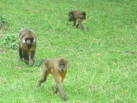 Смотреть фото Золотистый мангабей Фото Золотистый мангабей