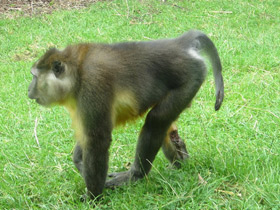 Смотреть фото Золотистый мангабей Фото Золотистый мангабей