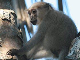 Смотреть фото Хохлатый мангабей Фото Хохлатый мангабей