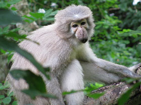 Смотреть фото Мангобей Санье Фото Мангобей Санье