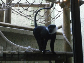 Смотреть фото Бородатая мартышка Фото Бородатая мартышка