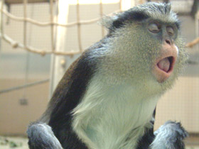 Смотреть фото Мартышка-мона Фото Мартышка-мона