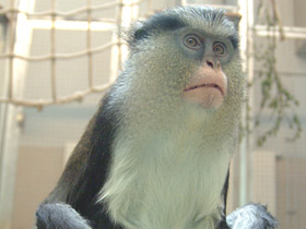 Смотреть фото Мартышка-мона Фото Мартышка-мона