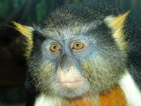 Мартышка Вольфа Мартышка Вольфа