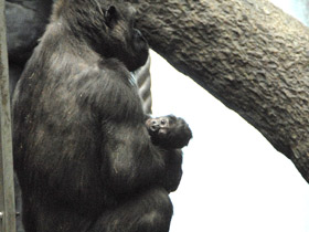 Смотреть фото Западная равнинная горилла Фото Западная равнинная горилла