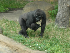 Смотреть фото Западная равнинная горилла Фото Западная равнинная горилла