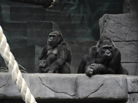 Смотреть фото Западная равнинная горилла Фото Западная равнинная горилла