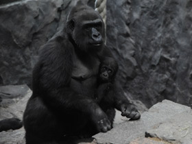 Смотреть фото Западная равнинная горилла Фото Западная равнинная горилла