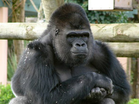 Смотреть фото Западная равнинная горилла Фото Западная равнинная горилла