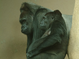 Смотреть фото Западная равнинная горилла Фото Западная равнинная горилла