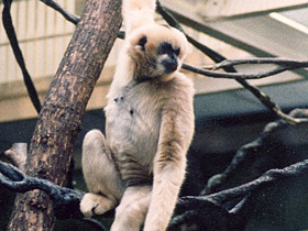 Смотреть фото Черный (белощёкий) гиббон Фото Черный (белощёкий) гиббон