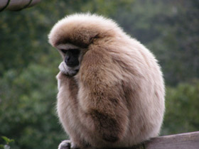 Смотреть фото Белорукий гиббон Фото Белорукий гиббон