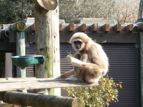 Смотреть фото Белорукий гиббон Фото Белорукий гиббон