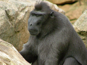 Смотреть фото Хохлатый павиан Фото Хохлатый павиан