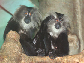 Смотреть фото Львинохвостый макак Фото Львинохвостый макак